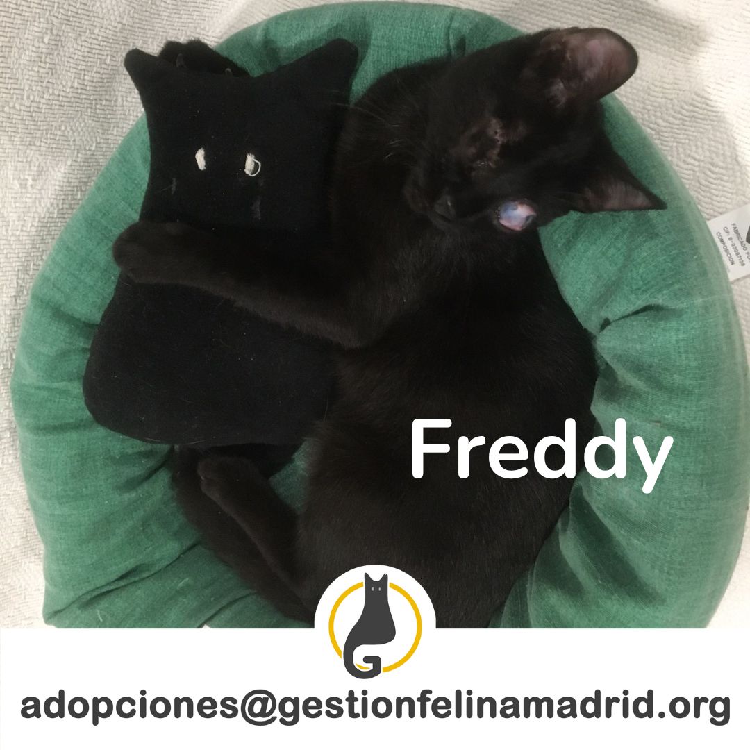 Freddy GFM