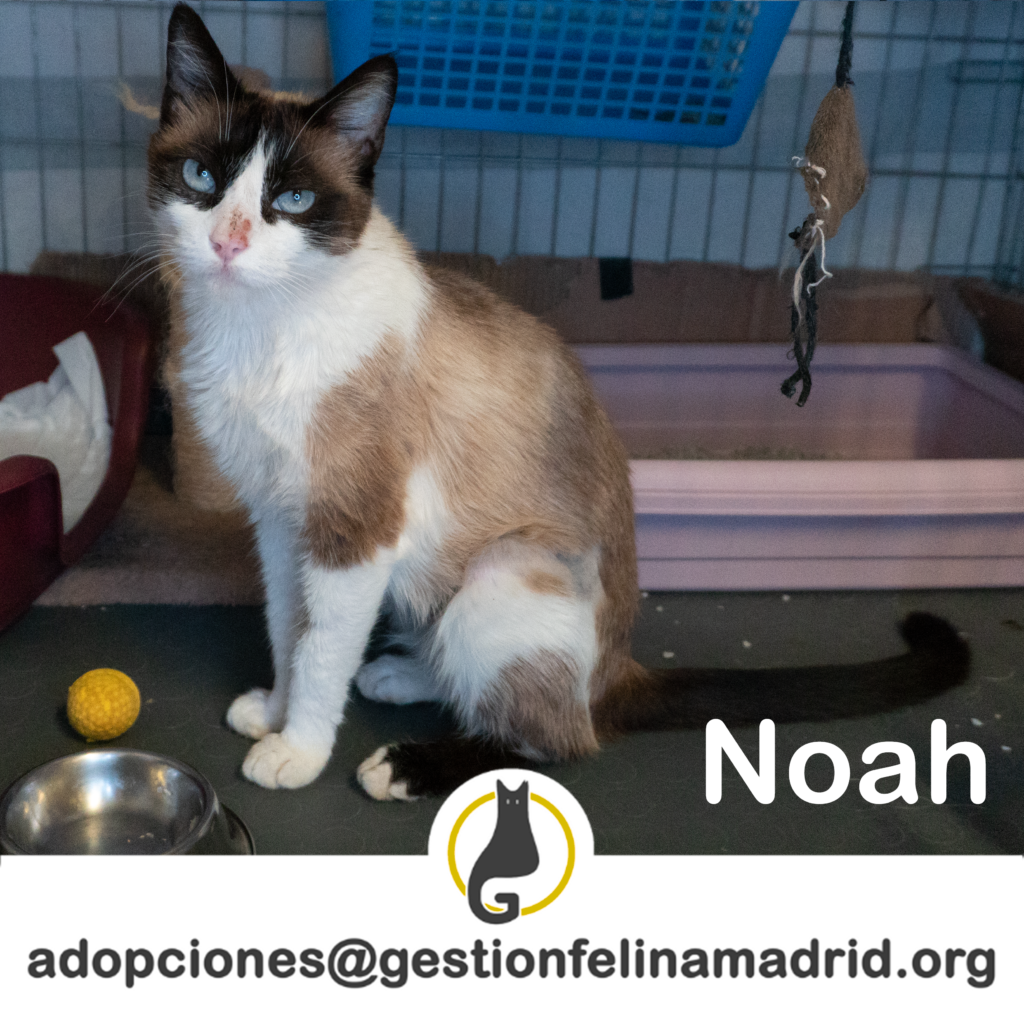Noah, gata siamesa en adopción