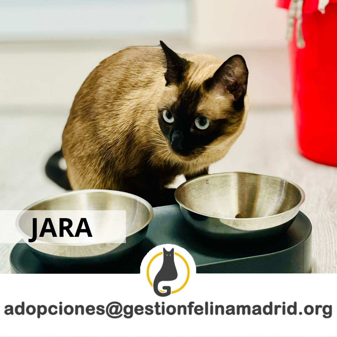 Adopciones (1)