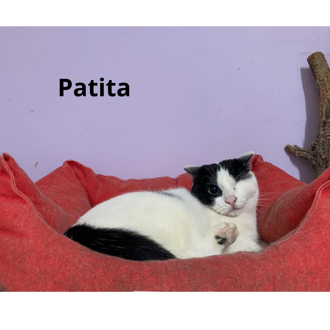 Patita